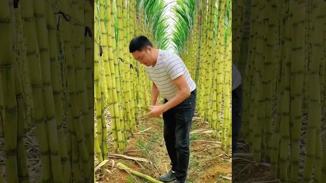Let's having a good feel of the sugarcane #satisfying #short Let's having a good feel of the sugarcane #satisfying #short