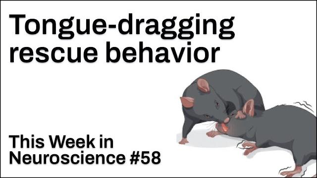 Twin 58: tongue-dragging rescue behavior Twin 58: tongue-dragging rescue behavior