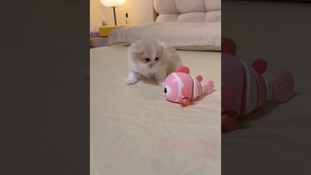 奶凶奶凶小奶猫连哈气都这么可愛#小奶猫的治愈瞬间 奶凶奶凶小奶猫连哈气都这么可愛#小奶猫的治愈瞬间