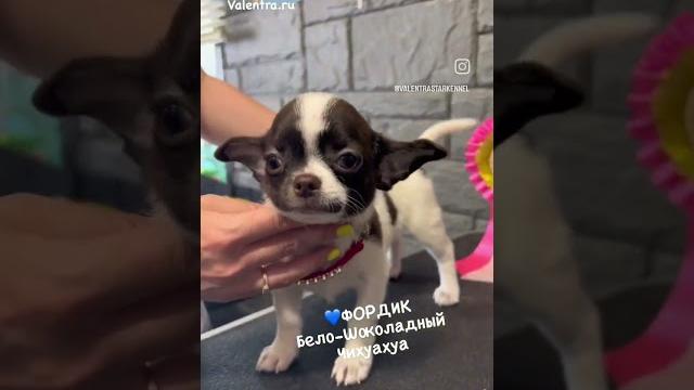 Щенок чихуахуа #купитьщенка #щенок #чихуахуа #chihuahua #puppy #щенкичихуахуа #шоколадныйчихуахуа Щенок чихуахуа #купитьщенка #щенок #чихуахуа #chihuahua #puppy #щенкичихуахуа #шоколадныйчихуахуа