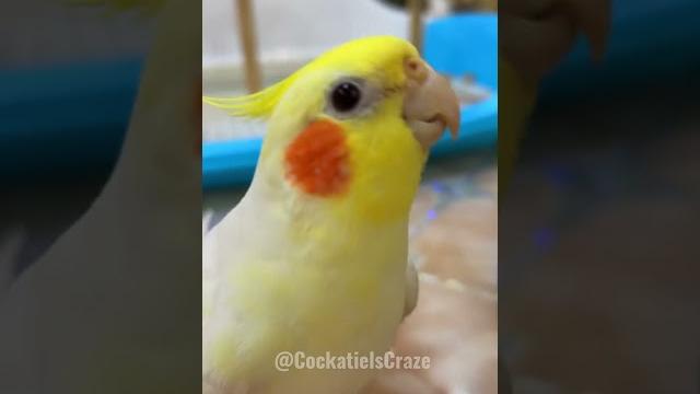 Cockatiel symphony: adorable chirps and tweets #cockatielcraze Cockatiel symphony: adorable chirps and tweets #cockatielcraze