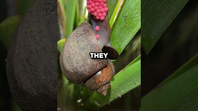 If you see these... crush them! (@snail_slayer_) If you see these... crush them! (@snail_slayer_)