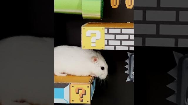 Hamster maze super mario amazing maze Hamster maze super mario amazing maze