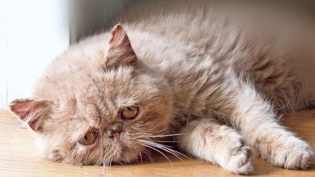 Sad cat diary Sad cat diary