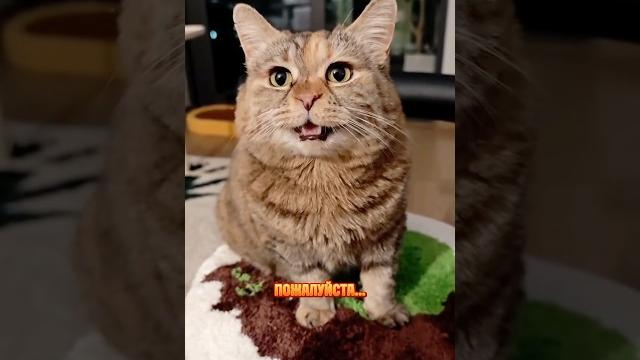 Грустный котик уходит в телеграм «максим и котики» читай что случилось в закреплённом комменте🫶 Грустный котик уходит в телеграм «максим и котики» читай что случилось в закреплённом комменте🫶