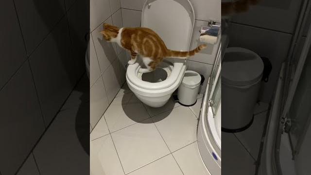 Kediye tuvalet eğitimi vermek Kediye tuvalet eğitimi vermek