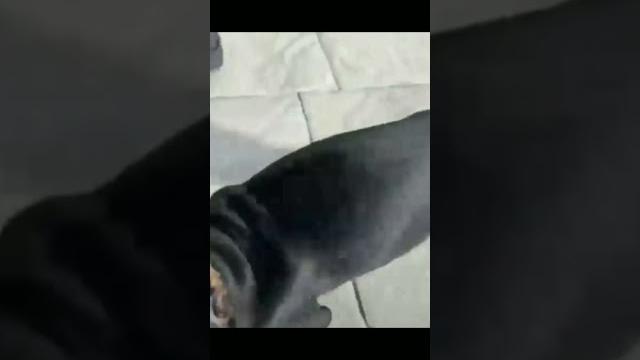 Эдит про добермана Эдит про добермана