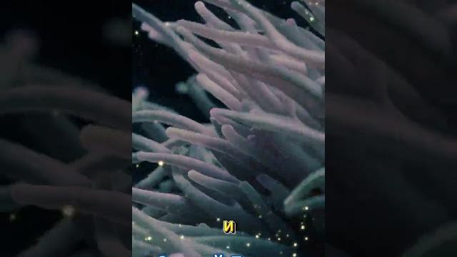 Сергей есенин — сторона ль моя, сторонка #shorts Сергей есенин — сторона ль моя, сторонка #shorts