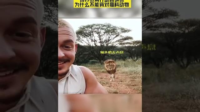 饲养员用行动告诉你为什么不能背对猫科动物#the breeder uses action to tell you why you can't carry the cats 饲养员用行动告诉你为什么不能背对猫科动物#the breeder uses action to tell you why you can't carry the cats