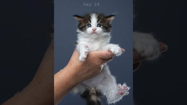 Maine coon kitten growing up! #catographer #furryfritz #kitten #timelapse #cutecats #mainecoon #cat Maine coon kitten growing up! #catographer #furryfritz #kitten #timelapse #cutecats #mainecoon #cat