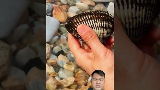 Menemukan mutiara di dalam kerang #mutiara #kerang Menemukan mutiara di dalam kerang #mutiara #kerang