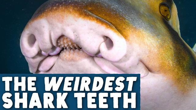 What’s up with this shark’s mouth? What’s up with this shark’s mouth?