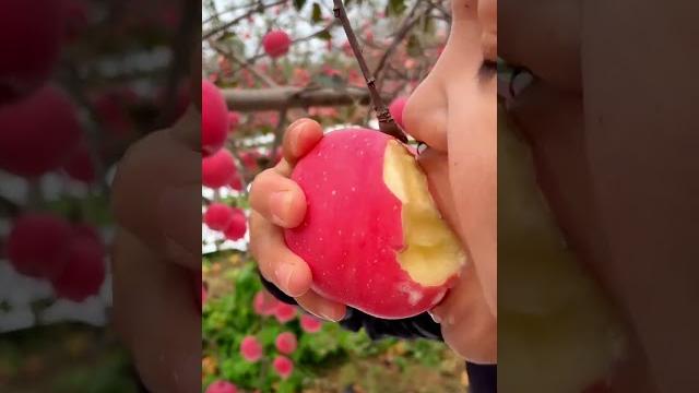 Very sweet apple - eating apple at the farm Very sweet apple - eating apple at the farm