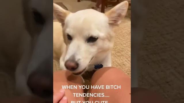 Cute problems #jindo #puppyeyes #antihero Cute problems #jindo #puppyeyes #antihero