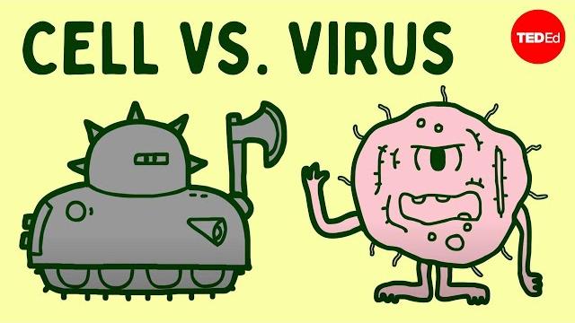 Cell vs. virus: a battle for health - shannon stiles Cell vs. virus: a battle for health - shannon stiles