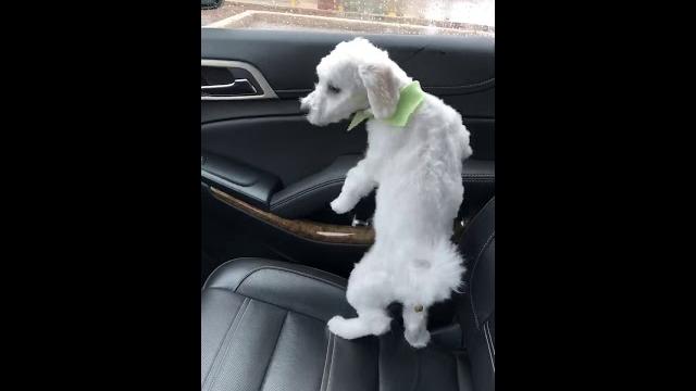 Funny dog poo in car Funny dog poo in car
