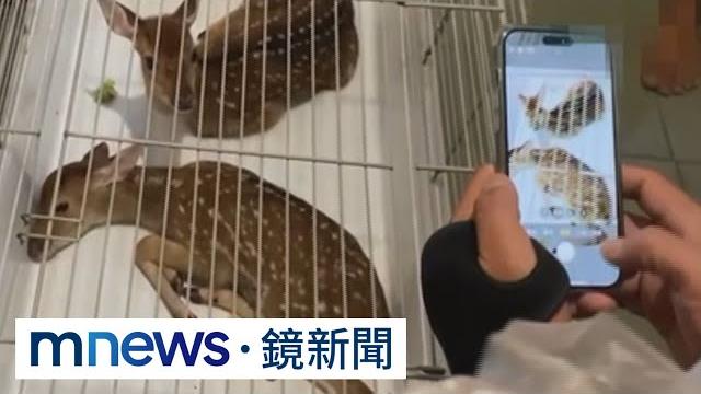梅花鹿大盜抓到了! 颱風夜綁架小鹿害1死1傷|#鏡新聞 梅花鹿大盜抓到了! 颱風夜綁架小鹿害1死1傷|#鏡新聞