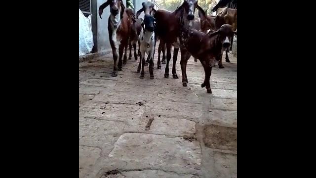 Goval ni gavaldi(3) Goval ni gavaldi(3)