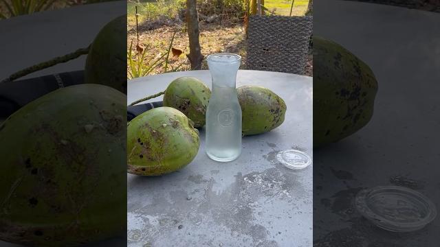 Cutting open coconuts #kylieandthefarm #coconuts #outdoors #farm #farmlife #bible #scripture Cutting open coconuts #kylieandthefarm #coconuts #outdoors #farm #farmlife #bible #scripture