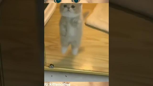 Funny cat-cute cat lompat #shorts #short #anakkucing #funnycats #cutecat #catvideo #miuuu #fyp Funny cat-cute cat lompat #shorts #short #anakkucing #funnycats #cutecat #catvideo #miuuu #fyp