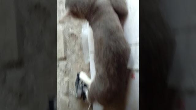 Ucing lucu kaya lagi di ewe Ucing lucu kaya lagi di ewe