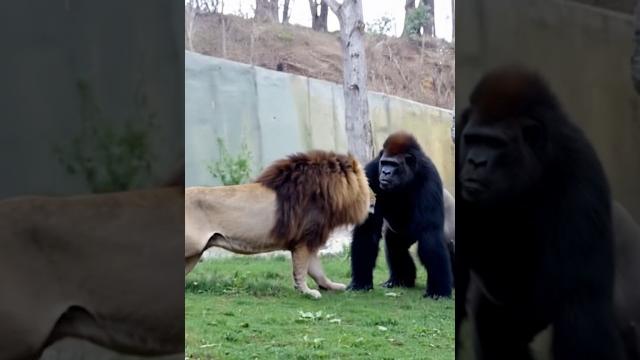 Lion vs gorilla encounter at zoo! - blondi foks #shorts Lion vs gorilla encounter at zoo! - blondi foks #shorts
