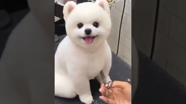 Cute dog #dog #shorts Cute dog #dog #shorts