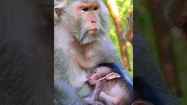 Great mama carefully breastfeed her cutest baby monkey nanako #animals #monkey #littlemonkey Great mama carefully breastfeed her cutest baby monkey nanako #animals #monkey #littlemonkey
