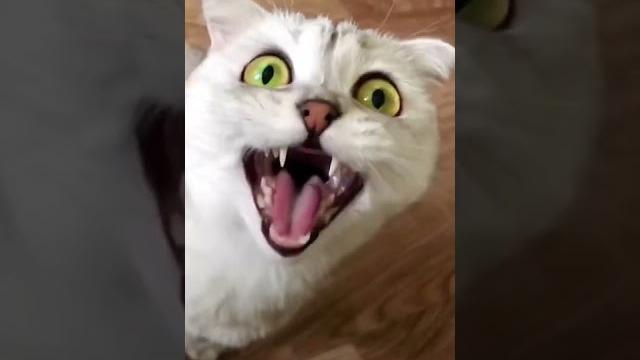 Aaaaaaa Aaaaaaa