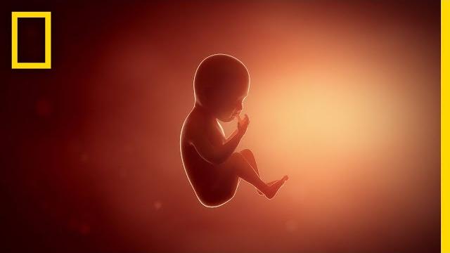 Pregnancy 101 | national geographic Pregnancy 101 | national geographic