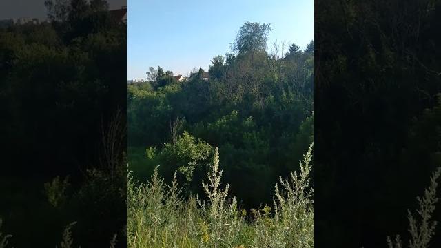Полынь и репейник Полынь и репейник