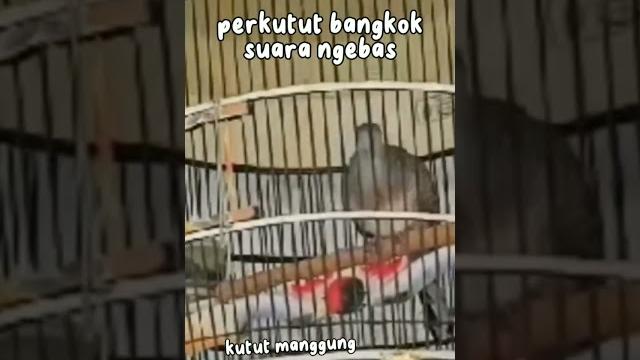Perkutut bangkok suara besar #perkutut #perkututlokalgacor #pancinganperkutut #perkututnusantara Perkutut bangkok suara besar #perkutut #perkututlokalgacor #pancinganperkutut #perkututnusantara