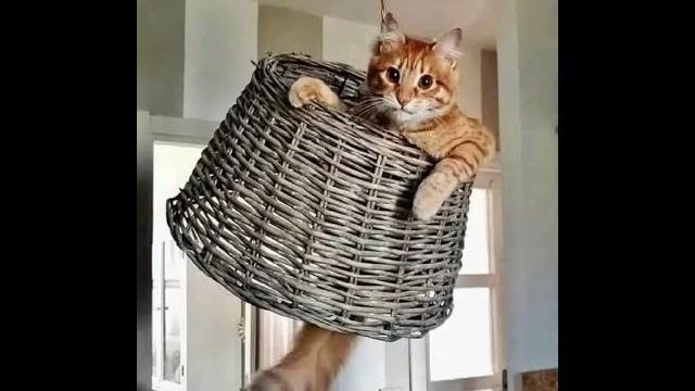 Naughty cats! videos of funny cats and kittens! Naughty cats! videos of funny cats and kittens!