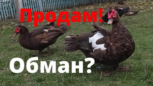 Мускусные утки тяжёлой линии отличие молодых мускусных уток от взрослих как сельскаяжизнь обманывает Мускусные утки тяжёлой линии отличие молодых мускусных уток от взрослих как сельскаяжизнь обманывает
