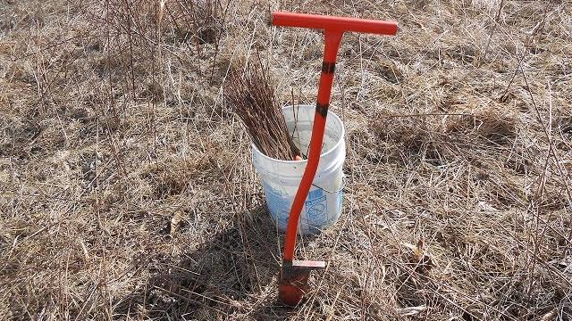 Planting bare root trees with a dibble Planting bare root trees with a dibble