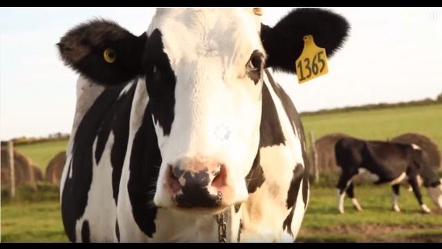 Where does milk come from? Where does milk come from?