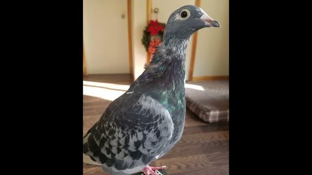 What do pigeons need in the full moult What do pigeons need in the full moult
