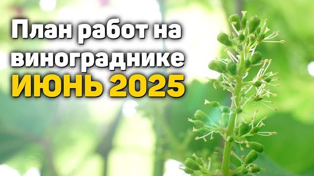 План работ на винограднике - июнь 2025 План работ на винограднике - июнь 2025