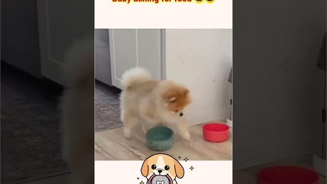 Baby puppy asking for food #shortvideo Baby puppy asking for food #shortvideo