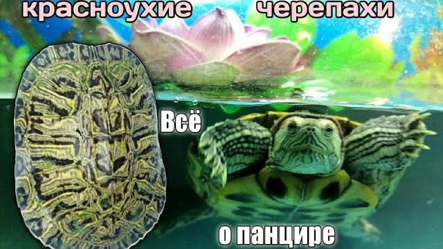 Всё о панцире красноухих черепах! / чери tv Всё о панцире красноухих черепах! / чери tv