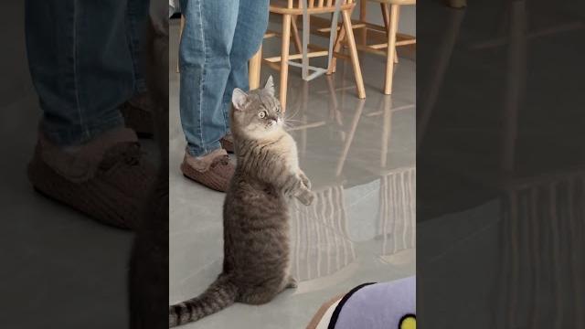 #cute #cat #cute #cat
