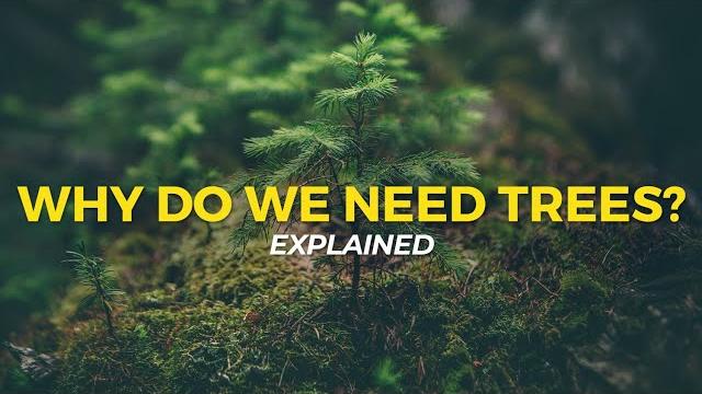 Why do we need trees? | eco facts | one tree planted Why do we need trees? | eco facts | one tree planted
