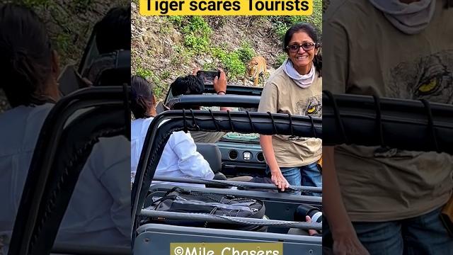Tiger scares tourists in jim corbett #shorts #tiger #trending Tiger scares tourists in jim corbett #shorts #tiger #trending
