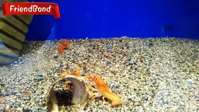 Удивительный аквариум! видео для детей. Удивительный аквариум! видео для детей.