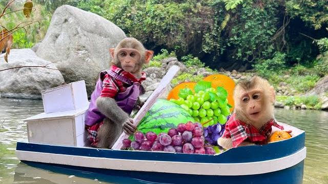 Bim bim rowes a boat to pick fruit for baby monkey obi Bim bim rowes a boat to pick fruit for baby monkey obi