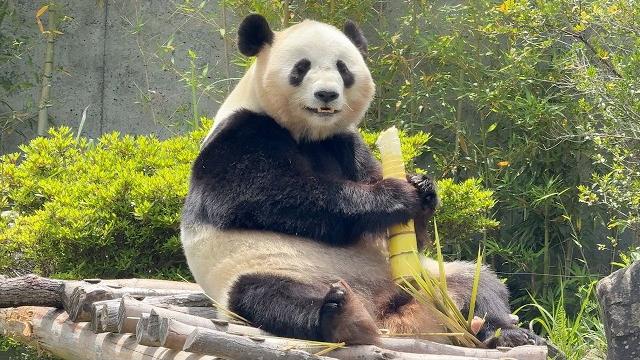 可爱的熊猫在吃东西!欢迎来到日本的梦幻熊猫之旅 可爱的熊猫在吃东西!欢迎来到日本的梦幻熊猫之旅