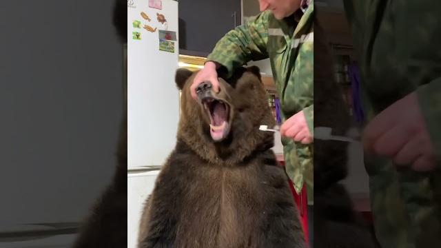Brave man brushes bears pearly whites! 🪥 Brave man brushes bears pearly whites! 🪥