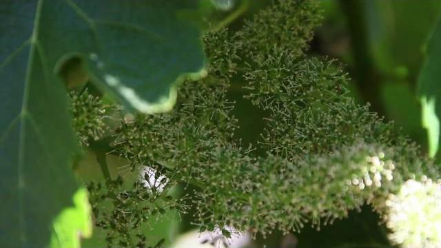 How grapevines bloom and fruit develops | grape flowers at jordan | wine education videos How grapevines bloom and fruit develops | grape flowers at jordan | wine education videos