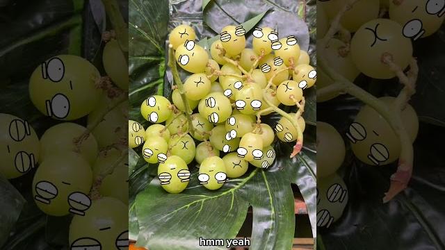 Grape sample Grape sample