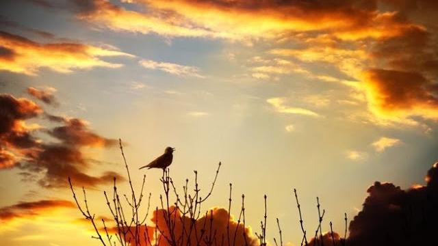 1 hour relaxing nature sounds birds singing in the morning for deep sleep, relaxation, meditation 1 hour relaxing nature sounds birds singing in the morning for deep sleep, relaxation, meditation
